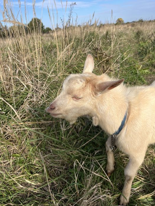 Цап козлик покриє козу