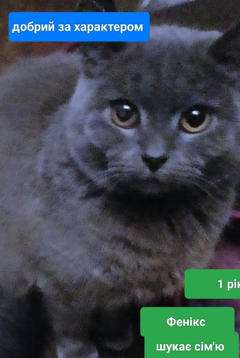 Кіт Фенікс в добрі руки йому рік і він доброї вдачі усі питання задава