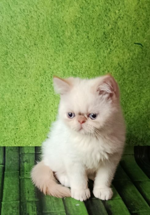 Экзотический малыш