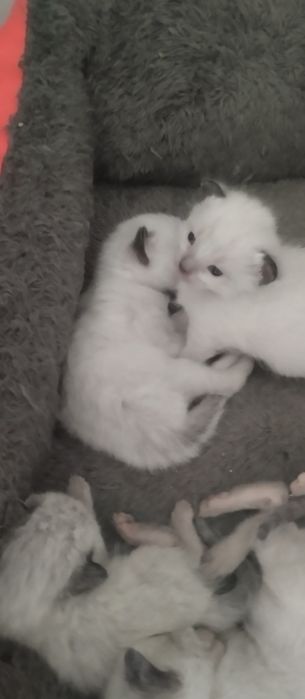 Кошенятка колор-поїнт