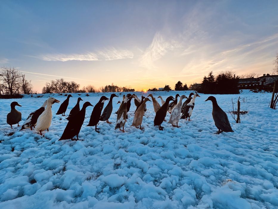 Biegusy indyjskie biegus kaczka kaczory  dziki , srokate