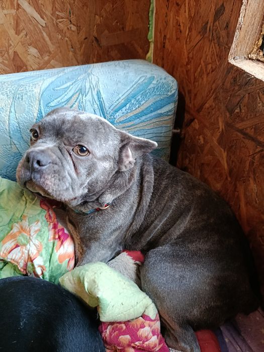 Французький бульдог