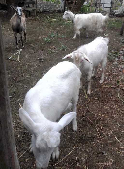Доглянуті кози і козлик