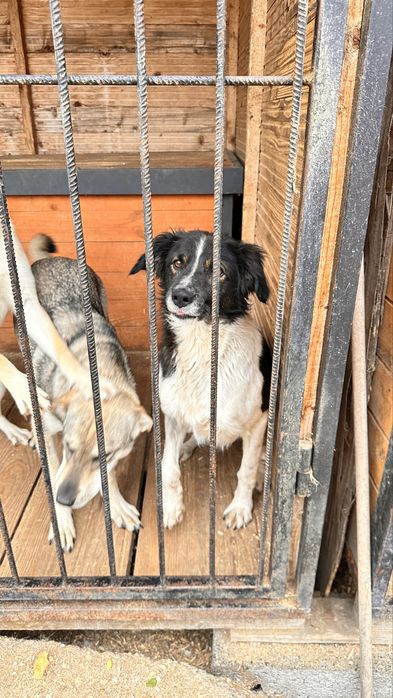 Песик 1 рік шукає сімʼю