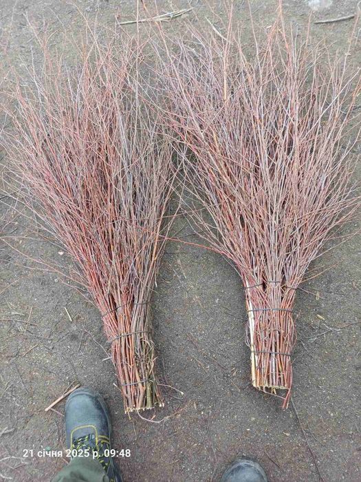 Віник березовий, мітла