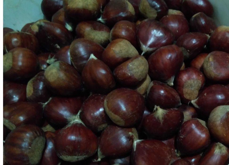 Castanha Judia - 4.5Kg c/ Portes CTTexpresso incl. [Últimas 2025]