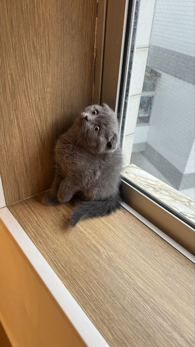 Fêmea scottish fold