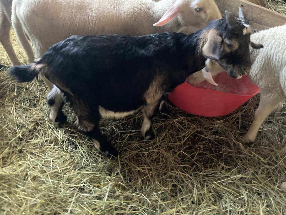 Koziołki  samodzielne