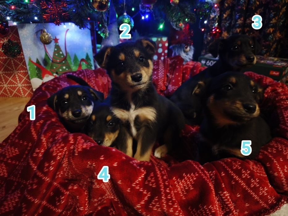 Śliczne pieski do oddania