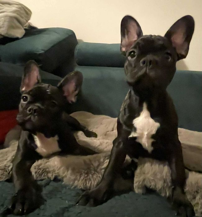 Sprzedam buldoga francuskiego