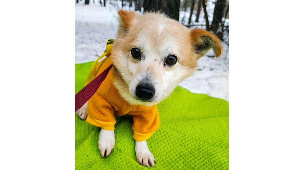 Mały (5kg), ŁAGODNY, wystraszony pies- możliwy dowóz