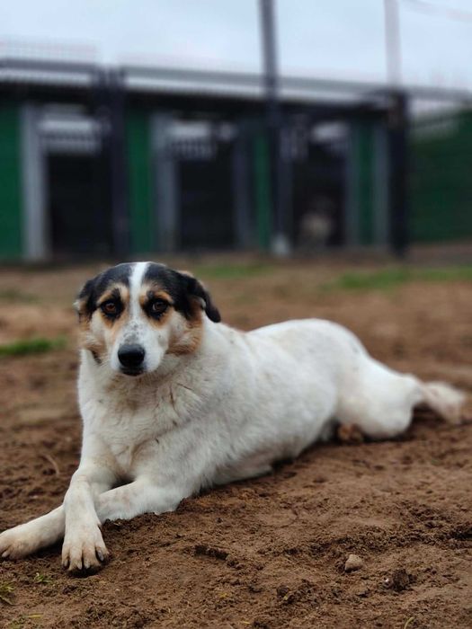 Daj dom skromnej Żelce