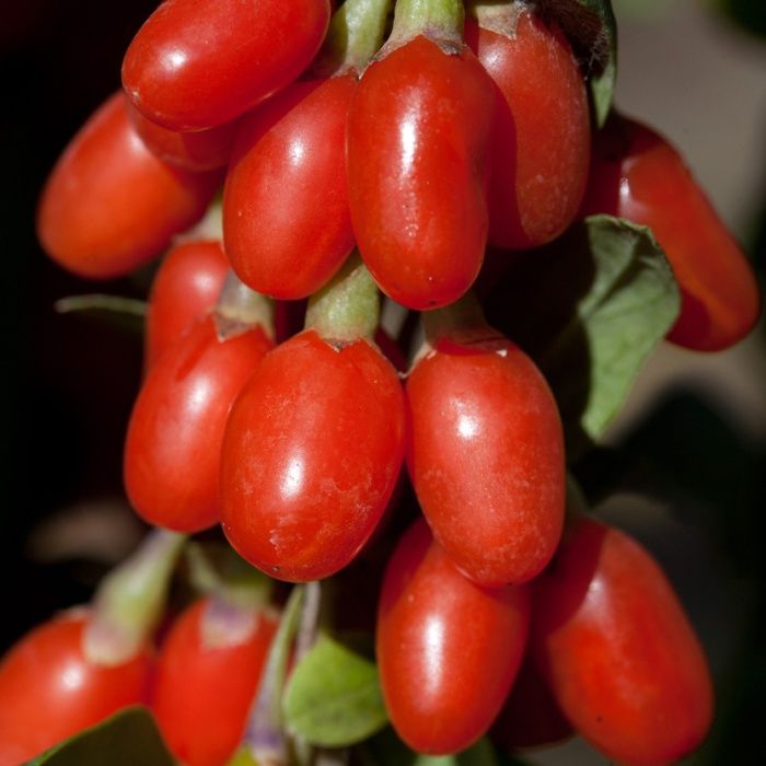 PLANTA DE GOJI superalimento da eterna vida