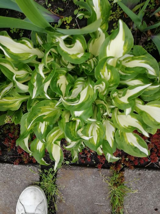 Хоста многолетник.