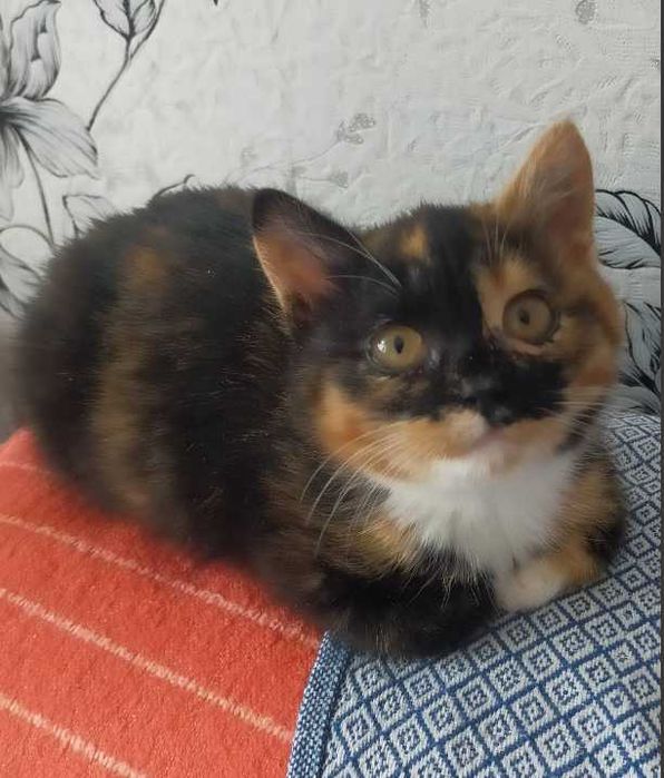 Котенок бесплатно.