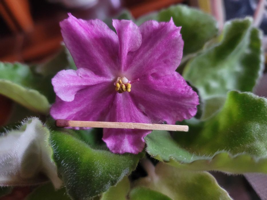 Продам комнатную фиалку,  сенполию,  сортовая, крупный цветок