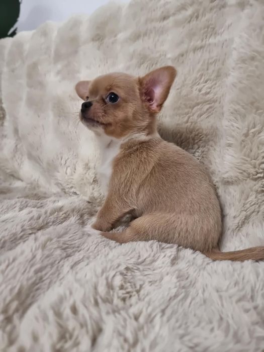 Chihuahua fci Piesek krótkowłosy