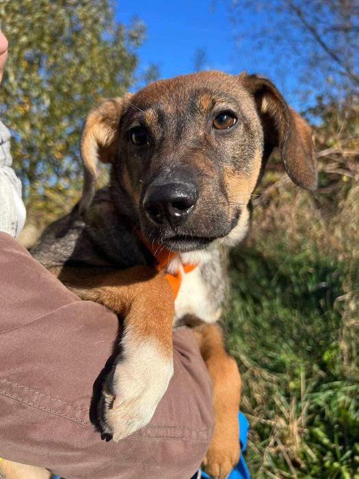 Dixi - mała sunia do adopcji