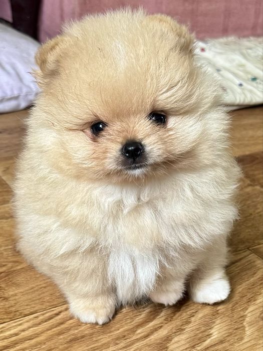 Шпіц   померанський   хлопчик