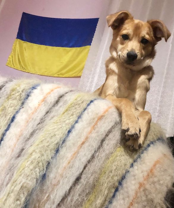 Розумник Реджі шукає люблячу родину!