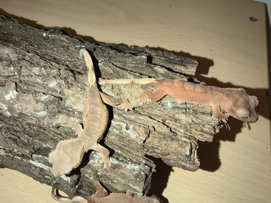 Gekony orzęsione młode