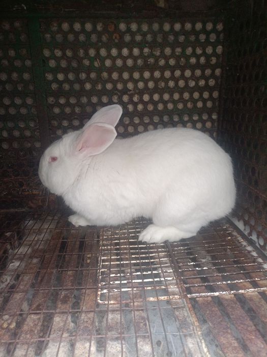 Кролі „Термонці”