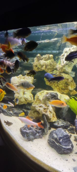 Wapień filipiński 12kg