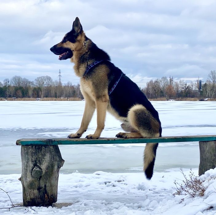Вʼязка - східноєвропейська вівчарка (восточноевропейская овчарка)