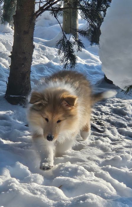 Owczarek szkocki długowłosy piesek szczeniak