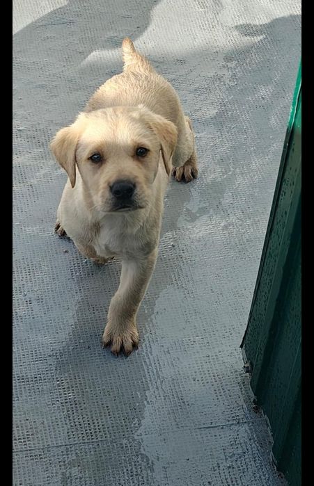 Labrador macho puro