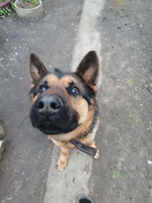 Молодий німчик, ще не розв'язаний наречений чекає у гості наречену