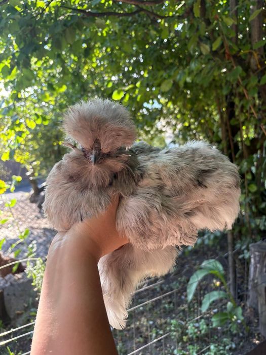 Kury rosy kury silki kury araukany pisklaki araukany