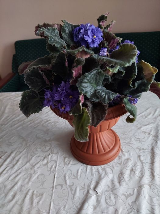 Фіалка синенька кучерява