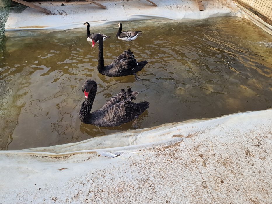 Casal de cisnes pretos adultos