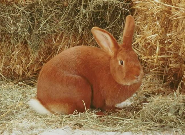 Coelhos Leonardo Borgonha