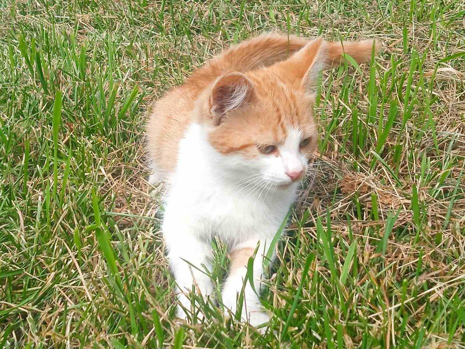 Грайливі кошенята шукають дім