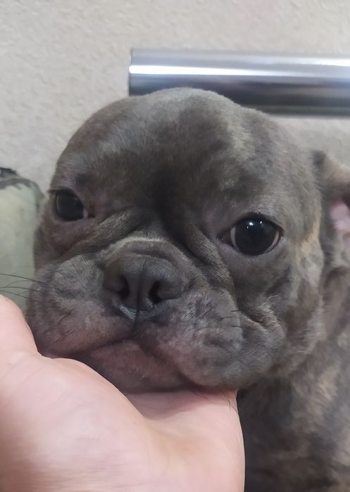 Блакитна француженка