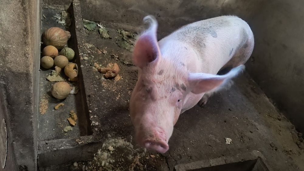 Porca malhada caseira