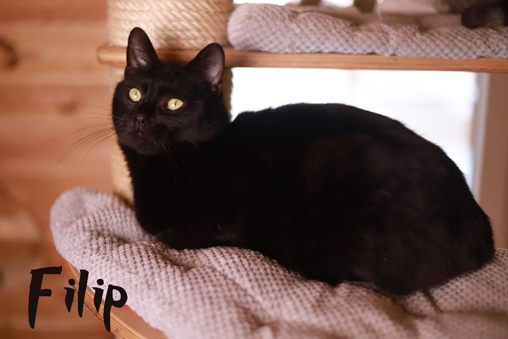 Chciałabym mieć swój dom, jestem spokojna i oddana