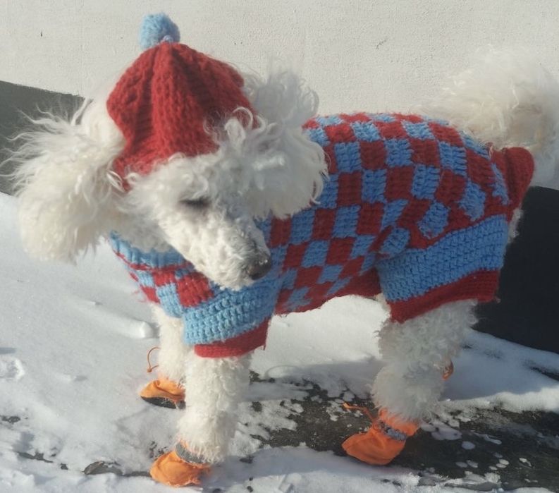Вязаний костюм для собак