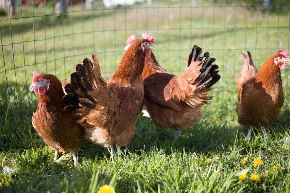 Kury nioski kokoszki odchowane Rosa
