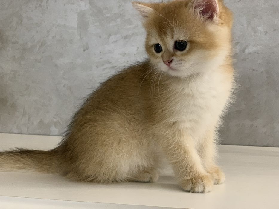 Британские котята