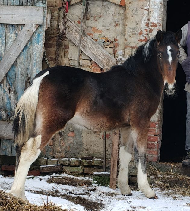 Ogier Ślązak sprzedam