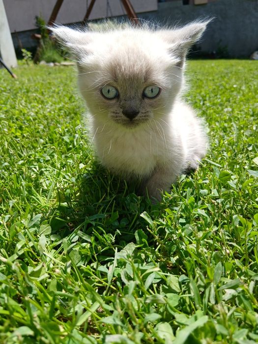 Кошенята шустренкі шукають свій новий дім