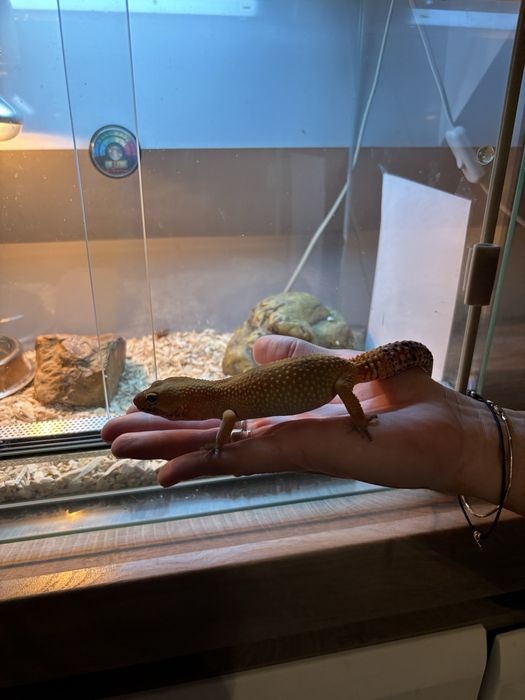 Gekon lamparci wraz z terrarium komplet akwarium