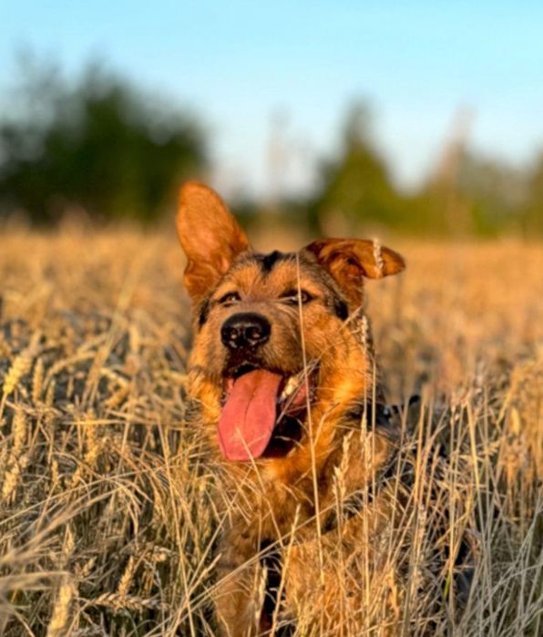 Lampo - cudo w psiej skorze szuks czlowieka na zawsze!
