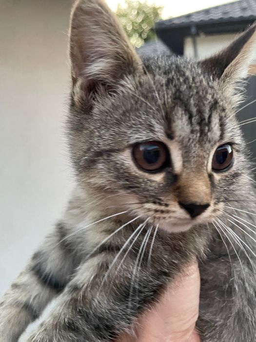 Віддаємо котят у хороші руки !