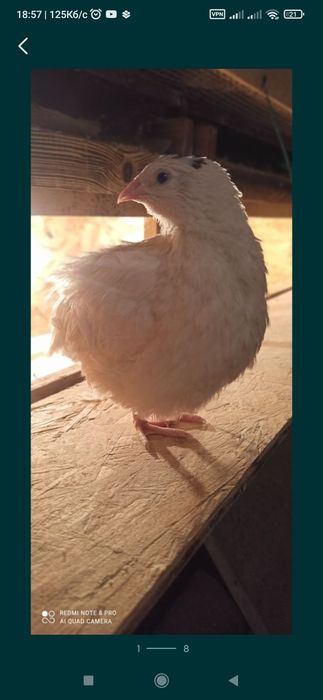 Перепілка несушка техас,фенікс.