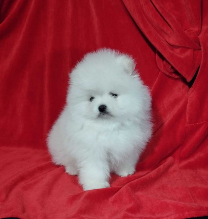 Дівчинка померанського шпіца. Шпіц