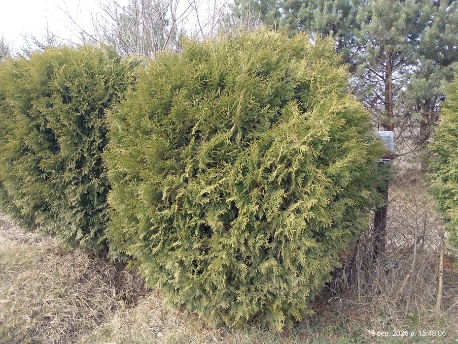 Туї   різні, куляста